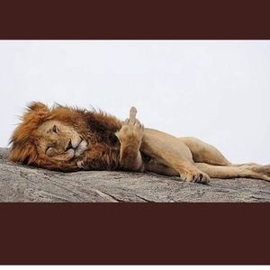 Meet your Posher, Fred